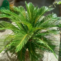 فروش گل سیکا