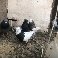 کفتر کله