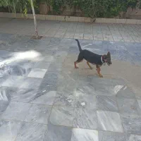 سگ ژرمن