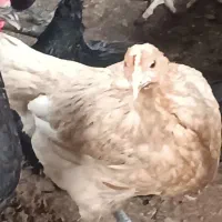 جوجه45روزه گلپایگان