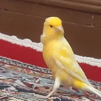 دو عدد قناری نر