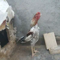 خروس لاری فروشی