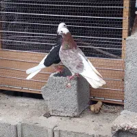 شازه سرور نر وشازه سیاه ماده بشرط