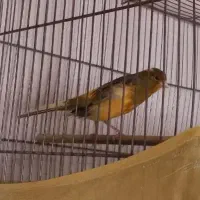 قناری ماده رسمی بلندبا قفس بزرگ مست مست اماده
