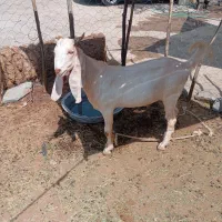 نری گلابی گوش بلد اصیل چشم صدفی