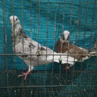 سرور هما