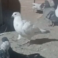 این کفتر گمشده و..