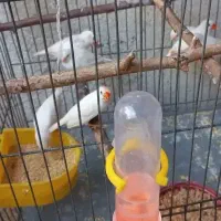 فنچ