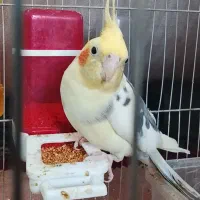 عروس هلندی نرو ماده