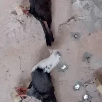 پرنده کوفتر