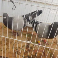 جوجه نرسبز نسل پلاکی زرنگ