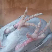 کفتر نشوندار