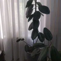 گل آپارتمانی