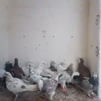 کبوتر پرشی سوسکی سار