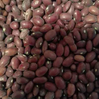 لوبیا قرمز