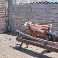 بز سانن