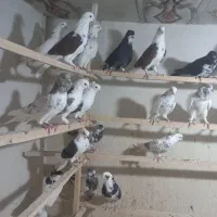 کفتر|پرنده|کاشان, بازار کاشان|دیوار