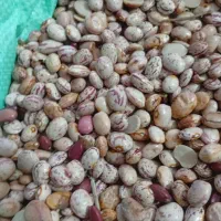 لوبیا چیتی محلی خمین حراج حراج