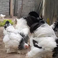 جوجه ۱۰ روزه برهما