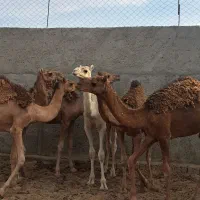 شتر بلوون نژاد دار