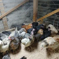 جوجه و مرغ و خروس