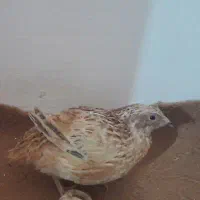 بلدرچین ۵ ماهه