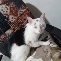 گربه یک سال نر