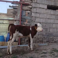 گاو شیری سمینتال