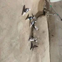 کبوتر|پرنده|پیرانشهر, |دیوار