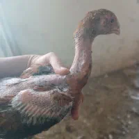 جوجه لاری