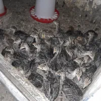 جوجه بوقلمون برنزی