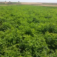 سیب زمینی بذری