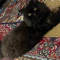 گربه پرشین برتیش فول فلت