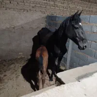 اسب مادیان با کره