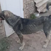واگزاری پژدر اصیل درشت