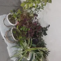 گل خانگی|گل و گیاه طبیعی|کازرون, |دیوار
