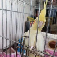 عروس هلندی مولد