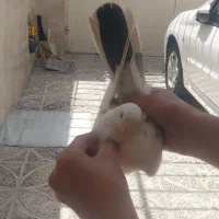 کبوتر