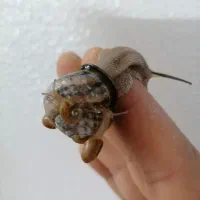 حلزون جنگلی