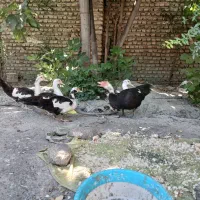 اردک اسرائیلی بالغ