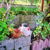 مرغ تخم گذار نژاددار