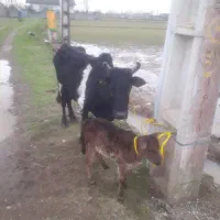 گاو وگوساله ماده چالوسی       لیشه ورزا