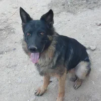 سگ ژرمن
