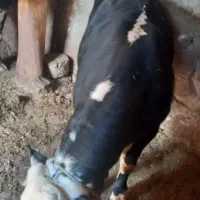 گوساله