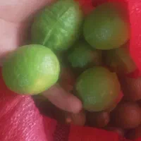 لیمو ترش تازه سر درختی.. تازه و اب دار