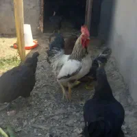 خروس