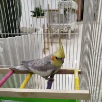 عروس هلندی نر