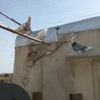 کبوتر