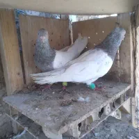 کله الماسی جفت نر