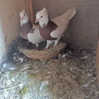 طوقی بدون غلط